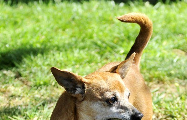 Adopt Ginger and Sarah