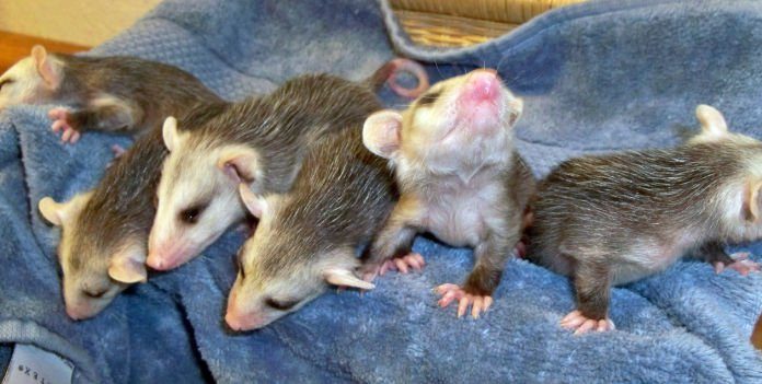 It’s official: Baby animal season is here