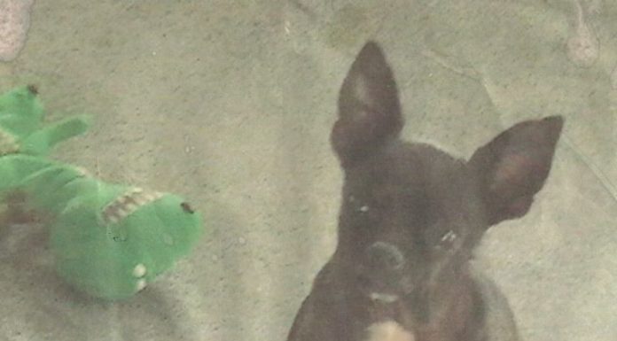 Chiquita Diaz December 22, 1997 – May 14, 2013