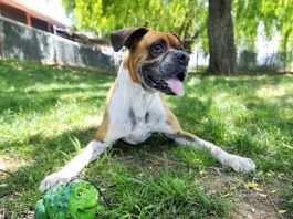 San Martin shelter to host free adoption day as part of national event