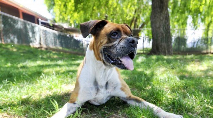 San Martin shelter to host free adoption day as part of national event