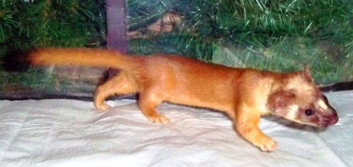 Feelin’ a bit ‘weasely’