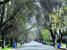 Doomed Fifth Street elms temporarily saved by nesting birds?