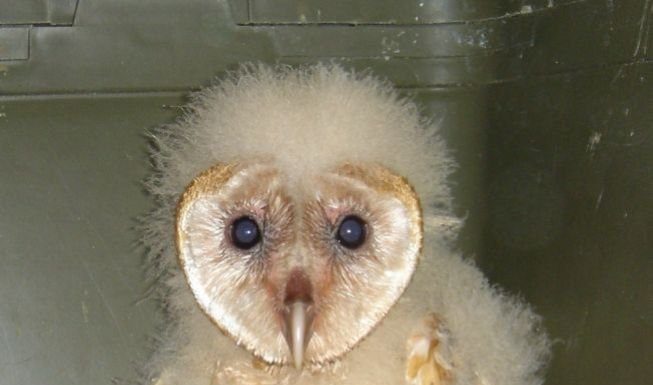 Police officer, volunteer rescue owlet from water slide