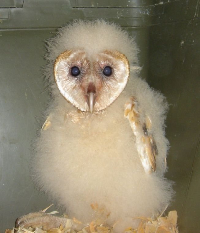 Police officer, volunteer rescue owlet from water slide