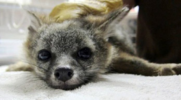 Rodenticides kill more than rodents