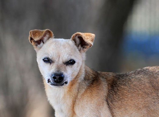 Adopt Carly