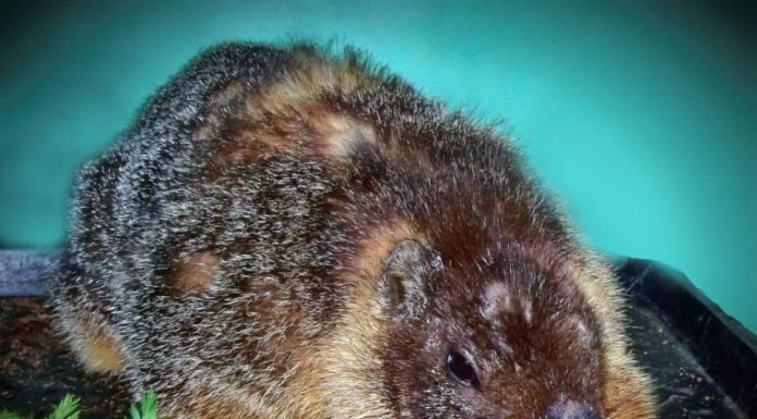 Search is on for yellow-bellied marmot