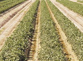 Crop report rosier than last year