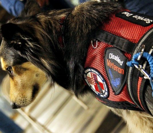 Lost dog from Operation Freedom Paws found dead on highway