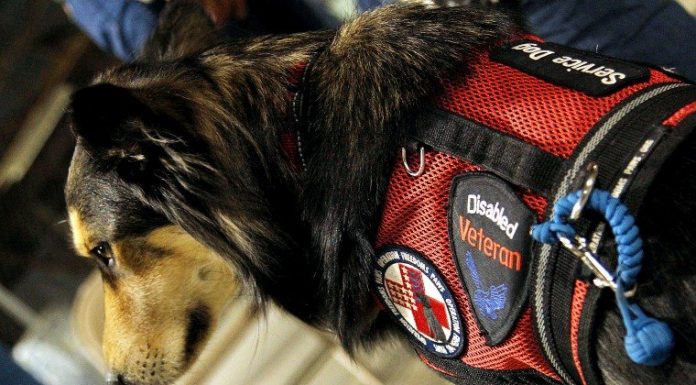 Lost dog from Operation Freedom Paws found dead on highway