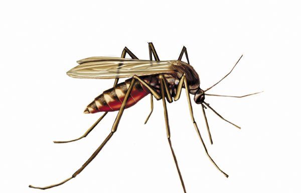 Woman tests positive for West Nile Virus