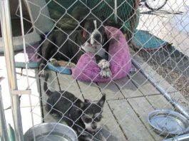 Compassion Center receives scout’s dedication