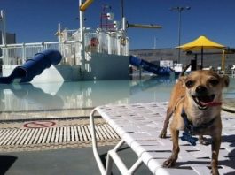First-ever Doggie Dip Day at Morgan Hill Aquatics Center