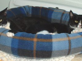 FOSMAS at Taste of Morgan Hill