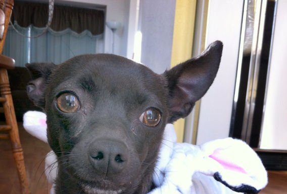 Leaf: A girl’s BFF