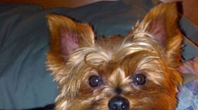 Lily Biafore: Healing through love