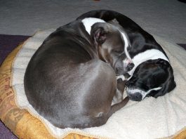 Mack and Shy: Ambassadors for the breed