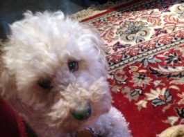 Coach: The sports fan