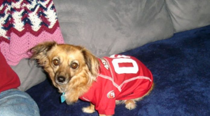 Joey, Buddy and LadyGirl: Angels sent from Heaven