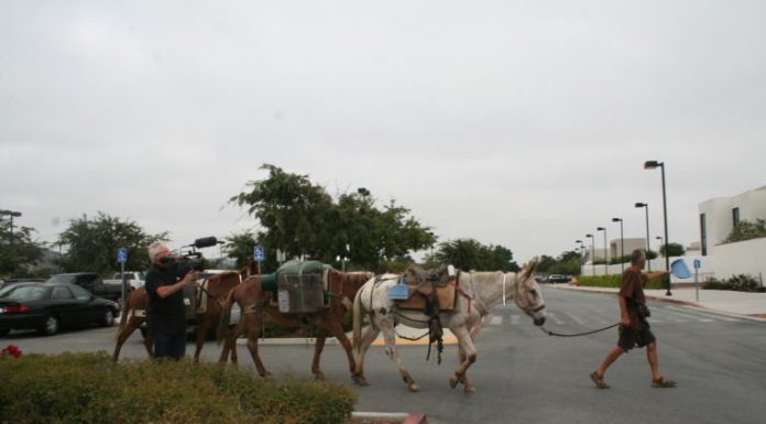 UPDATED: Who needs fuel when you have three mules?