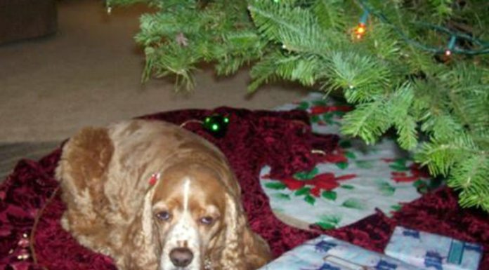 Rusty: A part of the family