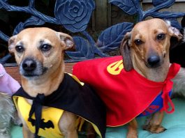 Beagle and Schnitzel: They’re here to save the day