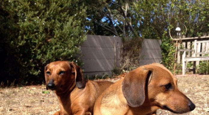 Lexi and Leo: Double trouble