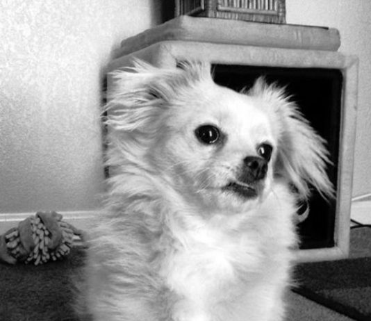 Bailey: Grin and ‘bear’ it