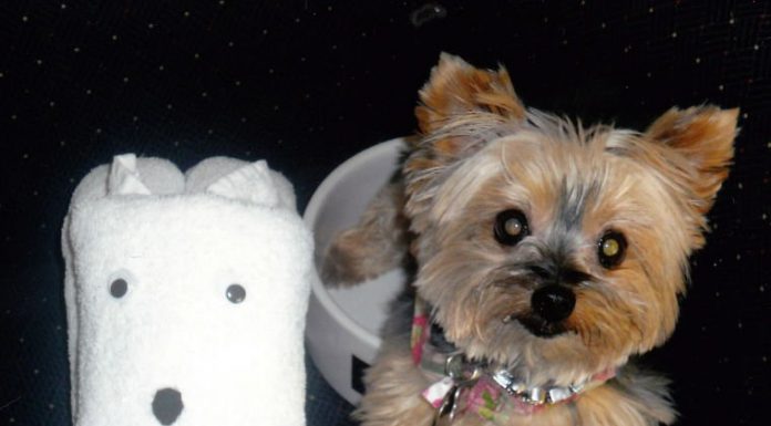 Peanut and Sedona: A pair of blessings