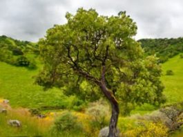 We must preserve Coyote Valley