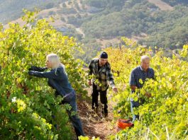 History lives on at Ross Vineyards