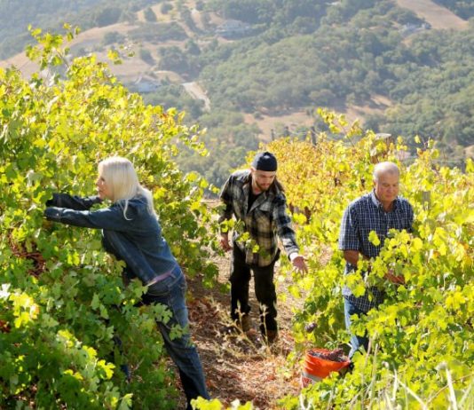 History lives on at Ross Vineyards