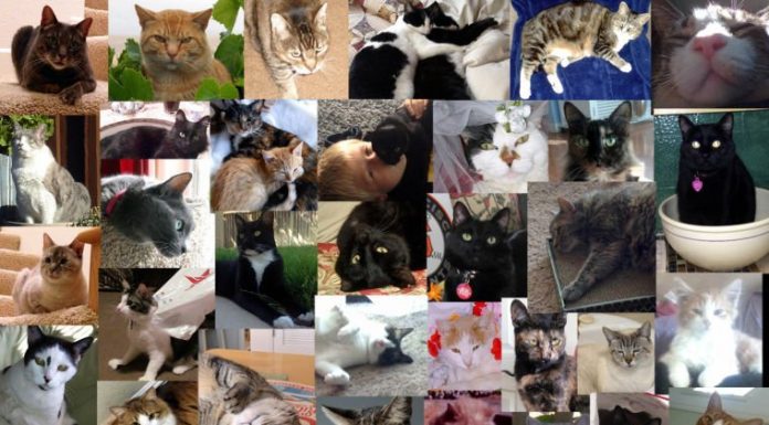 The (cool) Cat’s Meow