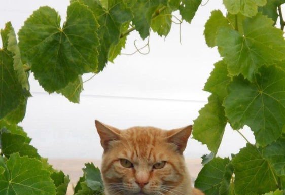 Molly, Frankie, Mitsy & Truck Kitty