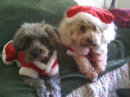 Merry Christmas from Toffey & Posey
