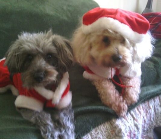 Merry Christmas from Toffey & Posey