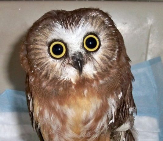 Help name WERC’s owl ambassador!