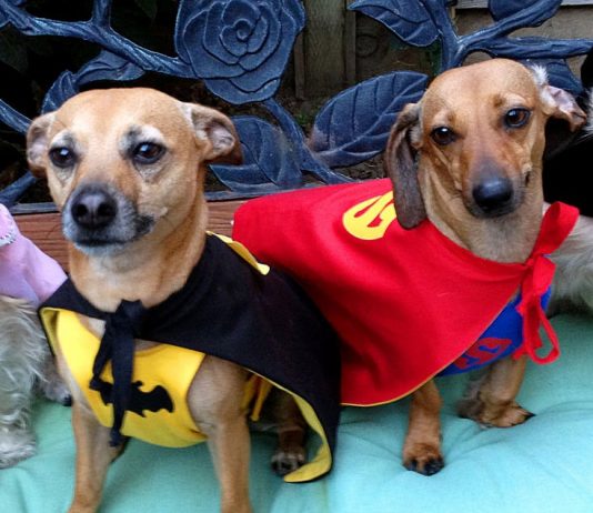 Is Your Pet Winterized?