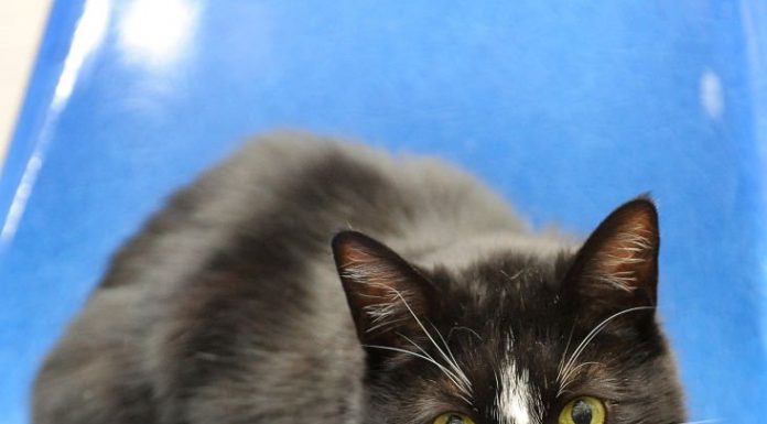 Arnie needs a home