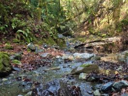 Getting Out: Take a break at the actual Stevens Creek