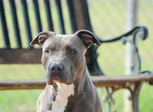 Give Diamond a home