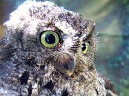 Saving our wildlife from human harm