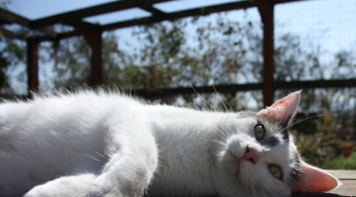 Buttons needs a loving home