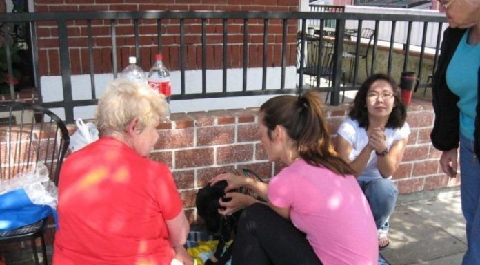 Furry friends to find forever homes at Sunday adoption fair