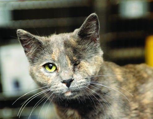 Free adoption days to benefit San Martin Animal Shelter