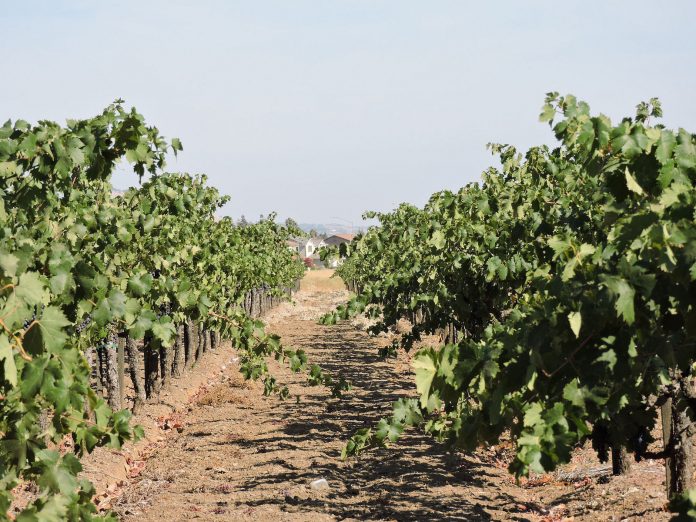 Grapevines