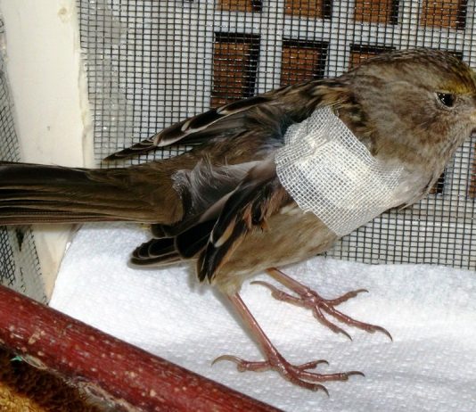 Windows can be a major hazard for birds