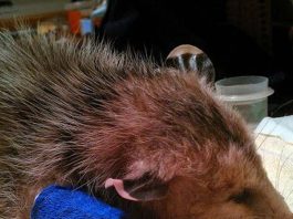 A tale of three unfortunate opossums
