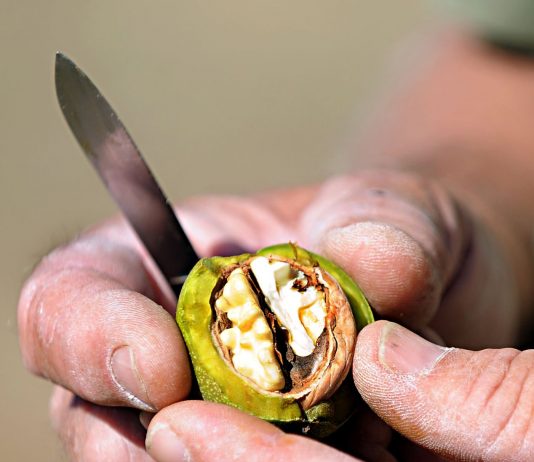 Passionate about poultry